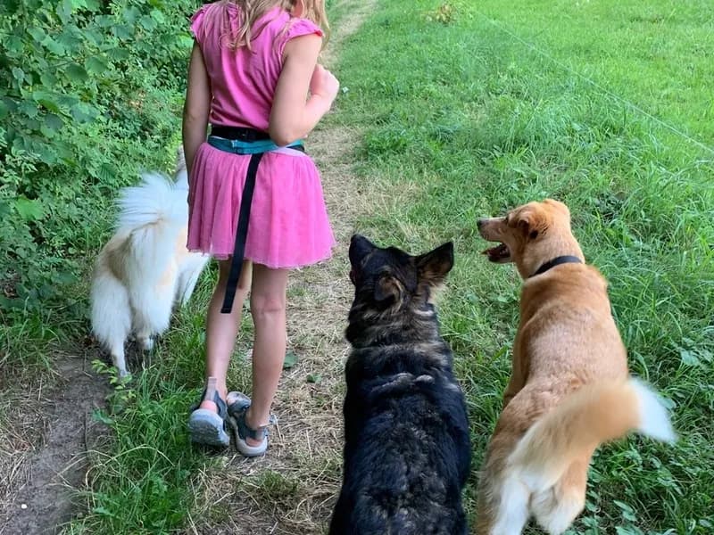 Lerne den sicheren Umgang mit Hunden, Gruppe 1-0 - Event Image